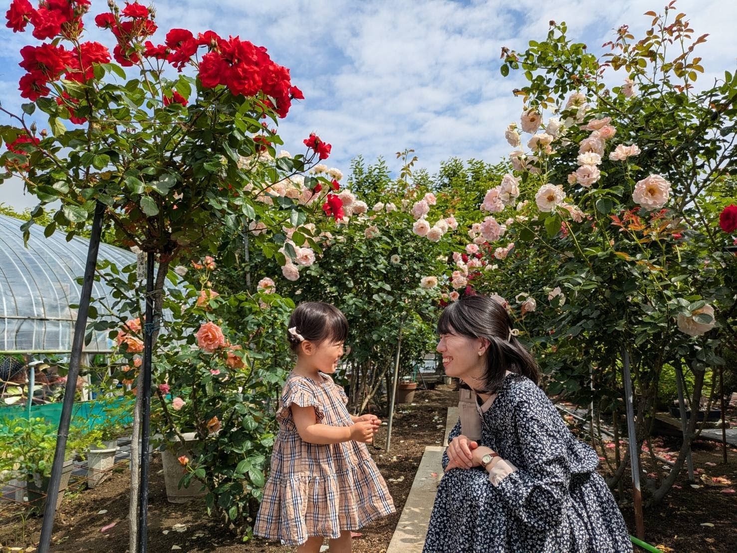 移住までの経緯の画像